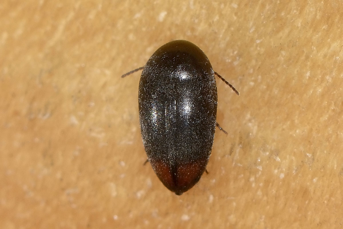 Eucinetus haemorroidalis - Eucinetidae